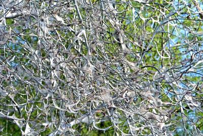 Raupen an Laubgeh?lzen Befall von einem Baum mit der Gespinstmotte und deren Raupen *** Caterpillars on deciduous trees-stock-foto