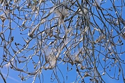 Raupen an Laubgeh?lzen Befall von einem Baum mit der Gespinstmotte und deren Raupen *** Caterpillars on deciduous trees-stock-foto
