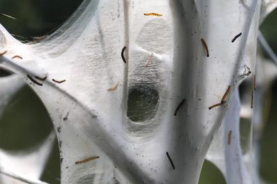 Raupen an Laubgeh?lzen Befall von einem Baum mit der Gespinstmotte und deren Raupen *** Caterpillars on deciduous trees-stock-foto
