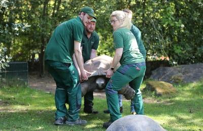 Tierpark Hagenbeck Riesenschildkroeten Gewichtscheck-stock-photo