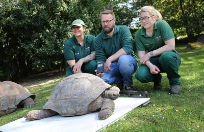 Tierpark Hagenbeck Riesenschildkroeten Gewichtscheck-stock-photo