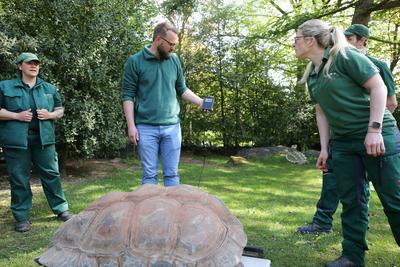 Tierpark Hagenbeck Riesenschildkroeten Gewichtscheck-stock-photo