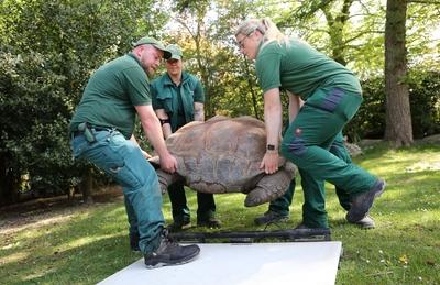 Tierpark Hagenbeck Riesenschildkroeten Gewichtscheck-stock-photo