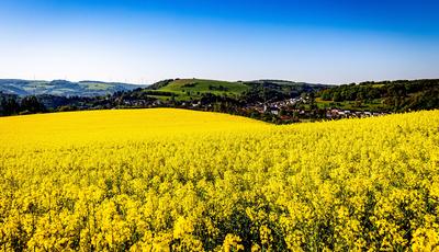 01.05.2025 - Postkartenidylle: Blick auf Staudernheim (Rheinland-Pfalz). Im Vordergrund ist ein Rapsfeld in voller Bl?te-stock-foto