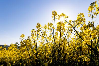 01.05.2025 - Impression: Ein Rapsfeld im Gegenlicht bei den ersten Sonnenstrahlen am Morgen bei Staudernheim (Rheinland--stock-photo