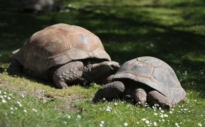 Tierpark Hagenbeck Riesenschildkroeten Gewichtscheck-stock-photo
