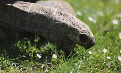 Tierpark Hagenbeck Riesenschildkroeten Gewichtscheck-stock-photo