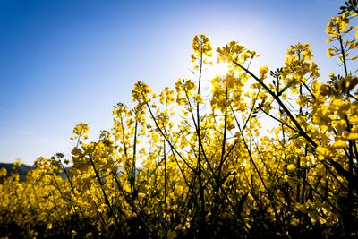 01.05.2025 - Impression: Ein Rapsfeld im Gegenlicht bei den ersten Sonnenstrahlen am Morgen bei Staudernheim (Rheinland--stock-photo