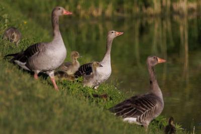 Graugans mit Nachwuchs-stock-photo