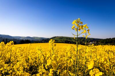 01.05.2025 - Impression: Ein Rapsfeld in voller Bl?te aufgenommen am Morgen bei Staudernheim (Rheinland-Pfalz). Staudern-stock-photo