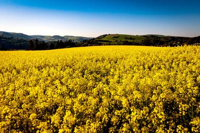 01.05.2025 - Impression: Ein Rapsfeld in voller Bl?te aufgenommen am Morgen bei Staudernheim (Rheinland-Pfalz). Staudern-stock-photo