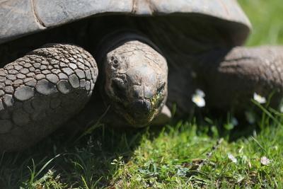 Tierpark Hagenbeck Riesenschildkroeten Gewichtscheck-stock-photo