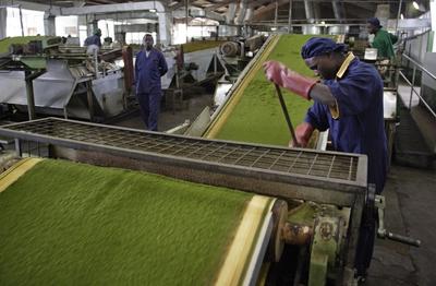 Verarbeitung der Teeblaetter vor der Fermentierung in der Wakulima Teegesellschaft die ein workplac-stock-foto