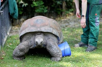 Tierpark Hagenbeck Riesenschildkroeten Gewichtscheck-stock-photo