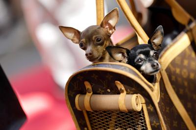 Chihuahuas-stock-foto