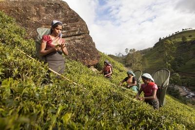 Teepflueckerinnen in einer Teeplantage der Firma Mackwoods in Sri Lanka Nuwara Eliya Sri Lanka 24-stock-foto