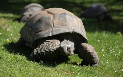 Tierpark Hagenbeck Riesenschildkroeten Gewichtscheck-stock-photo