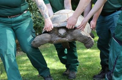 Tierpark Hagenbeck Riesenschildkroeten Gewichtscheck-stock-photo