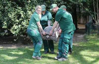 Tierpark Hagenbeck Riesenschildkroeten Gewichtscheck-stock-photo