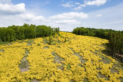 Fruehling (Fr?hling) im Siegerland-stock-foto