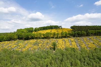 Fruehling (Fr?hling) im Siegerland-stock-foto