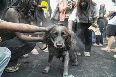 China, Volksfest im Autonomen Kreis Mojiang der Hani  PU ER, CHINA - MAY 02: A dog is daubed in black in a folk event ca-stock-photo