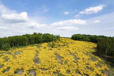 Fruehling (Fr?hling) im Siegerland-stock-foto