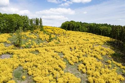 Fruehling (Fr?hling) im Siegerland-stock-foto
