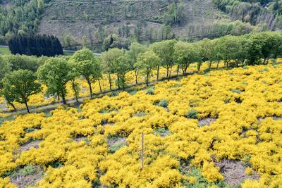 Fruehling (Fr?hling) im Siegerland-stock-foto