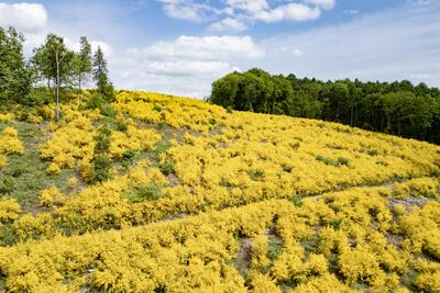 Fruehling (Fr?hling) im Siegerland-stock-foto