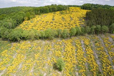 Fruehling (Fr?hling) im Siegerland-stock-foto