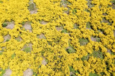 Fruehling (Fr?hling) im Siegerland-stock-foto