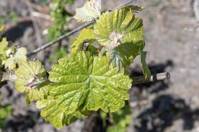 General stock - gardening. Vine (vitis) leaves coming through as a sign of spring on an Amsterdam allotment. vegetable,-stock-foto