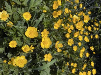 General stock - gardening. Ranunculus repens, the creeping buttercup growing in a verge in Amsterdam, The Netherlands. b-stock-foto