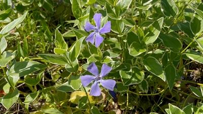 General stock - gardening. Vinca minor aka lesser periwinkle or dwarf periwinkle growing in Amsterdam, The Netherlands.-stock-foto