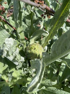 General stock - gardening. Artichoke (Cynara cardunculus var. scolymus) aka French artichoke, globe artichoke, and green-stock-foto