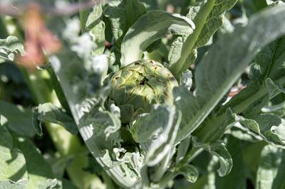 General stock - gardening. Artichoke (Cynara cardunculus var. scolymus) aka French artichoke, globe artichoke, and green-stock-foto