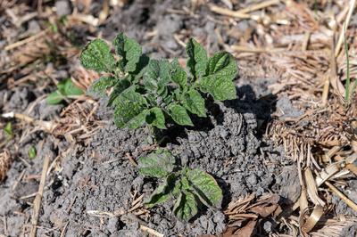 General stock - gardening. Potato (Solanum tuberosum) leaves poking out of the soil which has been earthed up a number o-stock-foto