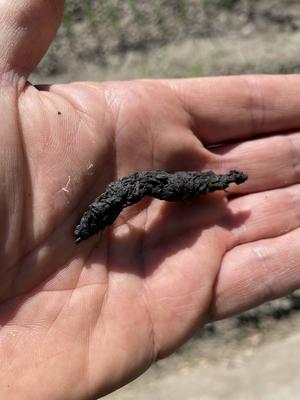 General stock - gardening. Hedgehog (Erinaceus Europaeus) poo found on an Amsterdam allotment. For the layman the findin-stock-foto