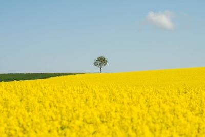 Ein Baum ist bei Sonnenschein und blauem Himmel am Horizont auf einem Rapsfeld zu sehen. Rottweil Baden-W?rttemberg Deut-stock-foto