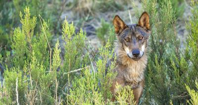 Iberian Wolf, Zamora, Spain Iberian Wolf, Grey Wolf, Canis lupus signatus, Zamora, Castile and Le?n, Spain, Europe Copyr-stock-photo