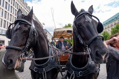 Pferde-Friedenstreck startet in Berlin-stock-foto
