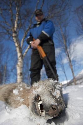 Bildnummer: 55383340  Datum: 30.03.2011  Copyright: imago/blickwinkelEuropaeischer Wolf, Europaeischer Grauwolf, Gewoehnlicher Wolf, Gemeiner Wolf (Canis lupus lupus), erschossenes Tier liegt im Schnee, dahinter Jaeger mit Gewehr, nachdem die norwegische Regierung Woelfe zum Abschuss freigab, Norwegen, Hedmark European gray wolf (Canis lupus lupus), lying dead in the snow with hunter with his gun standing behind after Norwegian government sanctioned wolf cull, Norway, Hedmark BLWS269920 kbdig 2011 hoch Hochformat Europa europaeisch Nordeuropa nordeuropaeisch Skandinavien skandinavisch Norwegen norwegisch Tier Tiere Saeugetier Saeugetiere Raubtier Raubtiere Wolf Woelfe Tod tot totes tote toter sterben gestorben gestorbene gestorbener gestorbenes erschiessen erschossen Jagd Jaegerei Waidwerk Weidwerk Waffe Waffen Schusswaffe Schusswaffen Jagdwaffe Jagdwaffen Gewehr Gewehre Jagdgewehr Jagdgewehre Beute Jagdbeute Strecke Jagdsaison Jagdzeit Beruf Berufe Berufswelt Arbeit Arbeitsleben Arbeitswelt Jaeger Waidmann Waidmaenner Weidmann Weidmaenner Person model released SymbolfotoPersonen Einzelperson Einzelpersonen 1 Person model released Symbolfotoeine Person model released SymbolfotoPeople Leute einzelne Person model released Symbolfotoeinzelne Personen Mensch Menschen Erwachsener Erwachsene Mann Maenner stehen stehend stehende stehender stehendes steht Frontalansicht Vorderansicht von vorne frontal Einzeltier einzelnes Tier einzelne Tiere ein Tier 1 Tier Wildlife Wildtier Wildtiere Fauna Fauna Deutschlands liegen liegend liegende liegender liegendes Seitenlage auf der Seite auf der Seite liegen auf der Seite liegend liegt auf der Seite Portraet Portrait Portraets Portraits Kopf Koepfe Nahaufnahme Nahaufnahmen verstorben verstorbene verstorbenes verstorbener April 2006 Jahreszeit Jahreszeiten Winter winterlich winterliche winterliches winterlicher im Winter blauer Himmel Himmel blau vertical format Europe European Northern Europe North European Scandinavia Scandinavian Norway Norwegian animal animals mammal mammals carnivore carnivores beast of prey beasts of prey predator predators canids wolves death dead dying died killed shot shooting hunting art of hunting kind of hunting weapon weapons firearm firearms shot gun shot guns sporting gun sporting guns hunting rifle hunting rifles bag kill prey hunting season open season job jobs profession professions hunter hunters huntsman huntsmen persons one Person model released Symbolfotosingle Person model released Symbolfotosingle persons individual individuals human being human beings adult adults grown-up grown-ups man men standing stands front view from the front one animal single animal single animals 1 animal wild animal wild animals fauna of Germany lying lies lateral position closeup close up head shot head shots closeups close ups close-up view european wolf canis lupis canid persecuted government cull quota sheep predation rifle marksman Hedmark season seasons wintertime wintry in winter blue sky sky blue Bildnummer 55383340 Date 30 03 2011 Copyright Imago Angle Europe Eischen Wolf Europe Eischen Grey Wolf Habitual Wolf Commun Wolf Canis Lupus Lupus Shot Animal is in Snow behind Jaeger with Rifle after the Norwegian Government Wolves to Firing  Norway Hedmark European Gray Wolf Canis Lupus Lupus Lying Dead in The Snow With Hunter With His Gun thing behind After Norwegian Government sanctioned Wolf cull Norway Hedmark  Kbdig 2011 vertical Portrait Europe Eisch Europe Northern Europe Northern Europe and severally Scandinavia Scandinavian Norway Norwegian Animal Animals Mammal Mammals Predator Predators Wolf Wolves Death Dead totes Deaths Dead Die Died deceased gestorbener gestorbenes shoot shot Hunting hunting hunting person format woodcraft Weapon Weapons Firearm Firearms Hunting rifle Hunting weapons Rifle Rifles Hunting rifle Hunting rifles Prey Hunting Route Hunting season hunting time Occupation Professions Professional world Work Working life Working world Jaeger Huntsman sportsmen Weidmann huntsman Person Model released Picture icon persons Individual Individuals 1 Person Model released Symbolfotoeine Person Model released symbol photo people People Individuals Person Model released Symbolfotoeinzelne People Man People Adult Adults Man Maenner Stand standing Persons standing standing is Frontview Front from front Frontal Individual animal single Animal Individuals Animals a Animal 1 Animal Wildlife Wild animal Wild animals Fauna Fauna Germany lie lying lying Liegender lying Lateral position on the Side on the Side lie on the Side lying is on the Side Portrait Portrait Portraits Portraits Head Heads Close-up Close-ups died Deceased deceased deceased April 2006 Season Seasons Winter wintry Winter Winter Winterlicher in Winter Blue Heaven Heaven Blue Vertical Format Europe European Northern Europe North European Scandinavia Scandinavian Norway Norwegian Animal Animals Mammal mammals Carnivore  Beast of Prey Beasts of Prey Predator Predators canids Wolves Death Dead Dying died KILLED Shot Shooting Hunting Art of Hunting Child of Hunting Weapon Weapons Firearm Firearms Shot Gun Shot Guns Sporting Gun Sporting Guns Hunting rifle Hunting Rifles Bag Kill Prey Hunting Season Open Season Job Jobs Profession professions Hunter Hunters Huntsman  Persons One Person Model released Representative photo single Person Model released Representative photo single Persons Individual individuals Human Being Human beings Adult Adults Grown up Grown Oops Man Men thing stands Front View from The Front One Animal Single Animal Single Animals 1 Animal Wild Animal Wild Animals Fauna of Germany Lying Lies Lateral Position closeup Close up Head Shot Head Shots Closeups Close Oops Close up View European Wolf Canis lupis canid persecuted Government cull  Sheep predation rifle Marksman Hedmark Season Seasons winter time wintry in Winter Blue Sky Sky Blue-stock-photo