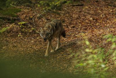 Tierwelt, Wolf 2024-09-29, GER, Bayern: Wolf im Nationalpark bayerischer Wald. Der Wolf ist in Deutschland wieder heimis-stock-photo