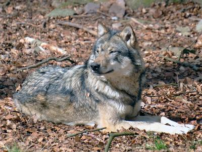 Wolf-Grauwolf-stock-photo