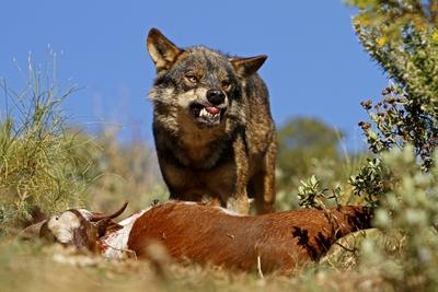 Bildnummer: 59538062  Datum: 20.05.2011  Copyright: imago/blickwinkelIberischer Wolf, Spanischer Wolf (Canis lupus signatus), steht bei seiner Beute und fletscht die Zaehne, Spanien Iberic Wolf, Iberian Wolf (Canis lupus signatus), with prey threatening, Spain BLWS274204 xsp x0x 2011 quer Wolf Iberischer Wolf Spanien Tier Tiere Natur Saeugetier Saeugetiere Raubtier Raubtiere Woelfe Querformat Europa europaeisch Suedeuropa suedeuropaeisch spanisch spanische spanischer spanisches blutruenstig blutruenstiger blutruenstiges blutruenstige Blut blutig blutige blutiges blutiger Einzeltier einzelnes Tier einzelne Tiere ein Tier 1 Tier Ganzkoerperportraet Ganzkoerperportraets Ganzkoerperportrait Ganzkoerperportraits Ganzkoerperansicht Ganzkoerperansichten Wildlife Wildtier Wildtiere Fauna einzeln einzelne einzelner einzelnes Verhalten Nahrungssuche Nahrungserwerb Beutefang Beutezug Beute machen Beute machend macht Beute erbeuten erbeutend erbeutet erbeutete erbeuteter erbeutetes Jagd Jagd machen jagen jagend jagende jagender jagendes jagt erjagen erlegen fangen auf Beutefang mit Beute Nahrungsmittel Lebensmittel Essen Fleisch hecheln hechelnd hechelt hechelnder hechelndes hechelnde Wasser im Mund zusammenlaufen laeuft das Wasser im Mund zusammen Hunger hungrig hungrige hungriges hungriger Gesicht Gesichter Zunge herausstrecken streckt die Zunge heraus streckt die Zunge raus Zunge rausstrecken Seitenansicht von der Seite seitlich Spanischer Wolf Iberische Woelfe Spanische Woelfe reissen reisst Beute Nahrung Aggression temperamentvoll wuetend wuetende wuetender wuetendes zornig zornige zorniges zorniger wild wilde wilder wildes aggressiv aggressive aggressiver aggressives drohen drohend drohende drohender drohendes droht bedrohen bedrohend bedrohende bedrohender bedrohendes Bedrohung Bedrohungen Drohgebaerde Drohgebaerden Drohhaltung Rangordnung Hierarchie hierarchisch knurren knurrend knurrende knurrender knurrendes knurrt Zaehne fletschen Zaehne fletschend Zaehne fletschende Zaehne fletschender Zaehne fletschendes zaehnefletschend zaehnefletschende zaehnefletschender zaehnefletschendes fletscht die Zaehne Zaehne zeigen Zaehne zeigend zeigt Zaehne Hausziege Hausziegen Paarhufer Ziege Ziegen Nutztier Nutztiere animal animals mammal mammals carnivore carnivores beast of prey beasts of prey predator predators canids wolves horizontal format Europe European Southern Europe South European Spain Spanish bloodthirsty blood bloody sanguinary ensanguined one animal single animal single animals 1 animal full-length portrait full-length portraits full length wild animal wild animals behaviour searching food forage foraging capturing prey preying on preying upon hunt hunting hunting down catching food foods foodstuffs aliment meat panting pants hungry face faces sticking tongue out sticks tongue out poking tongue out pokes tongue out side view lateral prey spirited furious angry threatening threat threatening gesture threatening posture order of precedence hierarchy hierarchic hierarchical growl growls growling snarling snarls snarl displaying teeth displays teeth bares teeth baring teeth domestic goat domestic goats even-toed ungulates cloven-hoofed animals artiodactyls bovids goat goats nature  59538062 Date 20 05 2011 Copyright Imago Angle Iberian Wolf Spanish Wolf Canis Lupus signatus is at his Prey and fletscht the Teeth Spain Iberic Wolf Iberian Wolf Canis Lupus signatus With Prey threatening Spain blws274204 xsp x0x 2011 horizontal Wolf Iberian Wolf Spain Animal Animals Nature Mammal Mammals Predator Predators Wolves Landscape Europe Eisch Europe Southern Europe Southern European Spanish Spanish Spanish Spanish bloodthirsty    Blood bloody bloody bloody Blutiger Individual animal single Animal Individuals Animals a Animal 1 Animal Ganzkoerperportraet Ganzkoerperportraets ganzkoerperportrait ganzkoerperportraits Ganzkoerperansicht  Wildlife Wild animal Wild animals Fauna single Individuals single single Behavior Search for food acquiring food Fang prey foray Prey make Prey making makes Prey erbeuten erbeutend erbeutet Erbeutete erbeuteter erbeutetes Hunting Hunting make hunting hunting hunter jagender hunting hunts erjagen impose catch on Fang prey with Prey Food Food Eat Meat Hecheln hechelnd hechelt hechelnder Hechelndes Hechelnde Water in Mouth converge running the Water in Mouth together Hunger hungry Hungry hungriges hungrier Face Faces Tongue herausstrecken stretches the Tongue out stretches the Tongue out Tongue rausstrecken Side view from the Side the side Spanish Wolf Iberian Wolves Spanish Wolves tear tears Prey Food Aggression temperamental angry angry angry angry angry angry Zorniges Zorniger Wild wild Wilder wild aggressive aggressive aggressive aggressive threaten threatening threat threatened Impending threatened threatening threatening threatening threatening threatening Threat Threats Threatening threatening gestures Drohhaltung Hierarchy Hierarchy hierarchical snarl knurrend knurrende knurrender growling snarls Teeth fletschen Teeth baring Teeth fletschende Teeth fletschender Teeth  zaehnefletschend zaehnefletschende zaehnefletschender zaehnefletschendes fletscht the Teeth Teeth show Teeth showing shows Teeth Domestic goat Goats Biungulates Goat Goats Animal Animals Animal Animals Mammal mammals Carnivore  Beast of Prey Beasts of Prey Predator Predators canids Wolves horizontally Format Europe European Southern Europe South European Spain Spanish Bloodthirsty Blood Bloody sanguinary ensanguined One Animal Single Animal Single Animals 1 Animal Full length Portrait Full length Portraits Full length Wild Animal Wild Animals Behaviour Searching Food forage foraging capturing Prey preying ON preying UPON Hunt Hunting Hunting Down Catching Food Foods Foodstuffs Aliment Meat panting Pants Hungry Face Faces sticking Tongue out Sticks Tongue out poking Tongue out  Tongue out Side View Lateral Prey Spirited Furious Angry threatening Threat threatening gesture threatening posture Order of precedence hierarchy Hierarchic hierarchical  growls growling snarling Snarls snarl displaying Teeth Displays Teeth Bares Teeth Baring Teeth Domestic GOAT Domestic goats even toed ungulates clover hoofed Animals artiodactyles bovids GOAT goats Nature-stock-photo