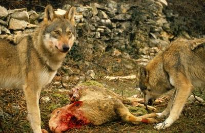 Europaeischer Wolf Europaeischer Grauwolf Gewoehnlicher Wolf Gemeiner Wolf Canis lupus lupus b-stock-foto