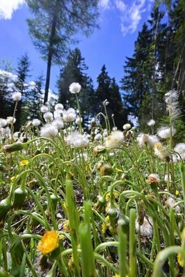 Wissenschaftliche Tagung beleuchtet bisherige Erkenntnisse der Moorrevitalisierung im Erzgebirge-stock-photo