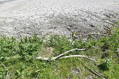 Drought in Belgium 12/05/2025-stock-foto