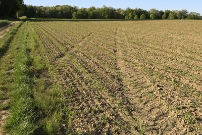 Drought in Belgium 12/05/2025-stock-foto